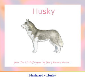 Husky Dog Flashcard– with breed name